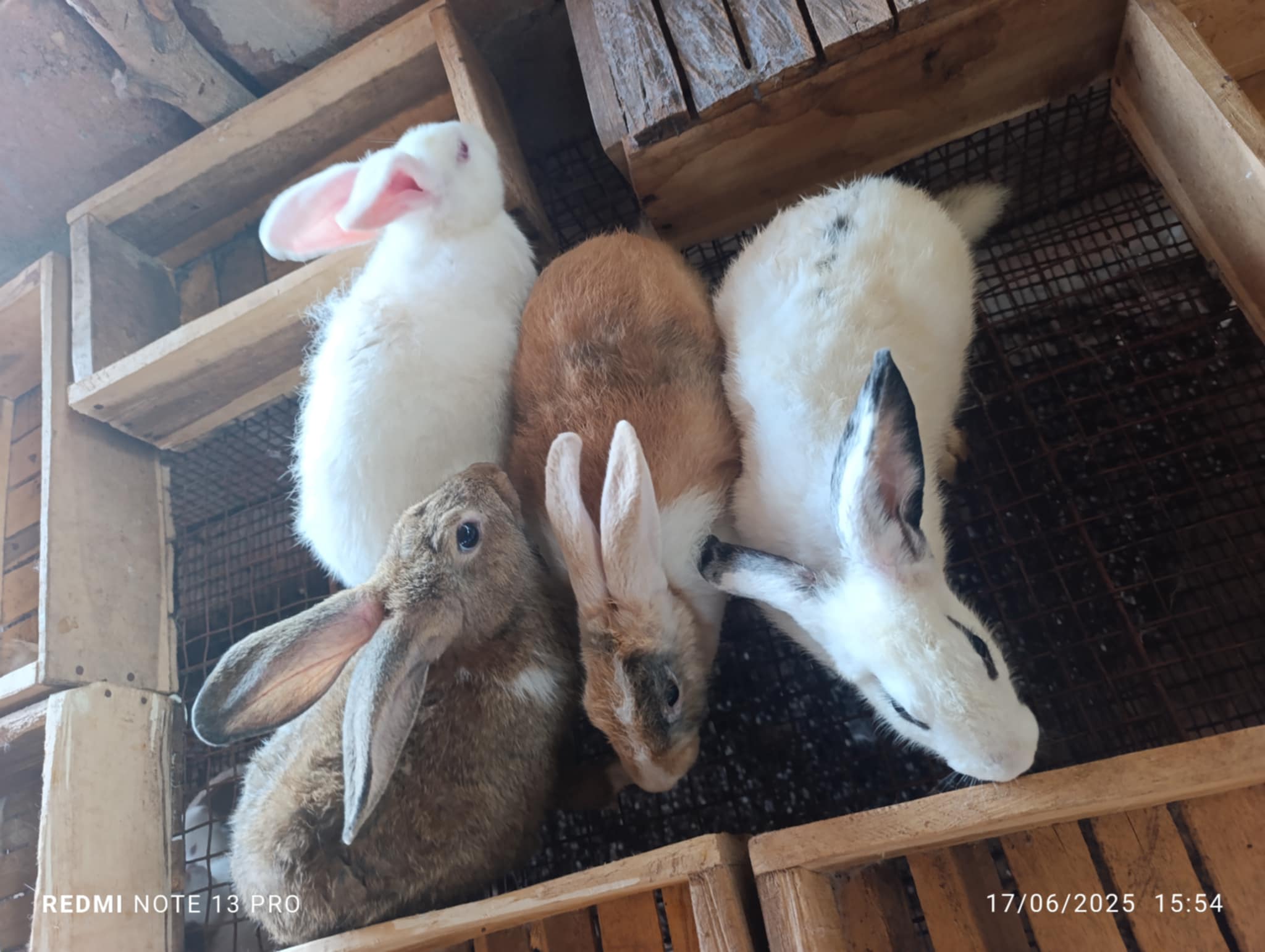 Des lapin dans leurs cages